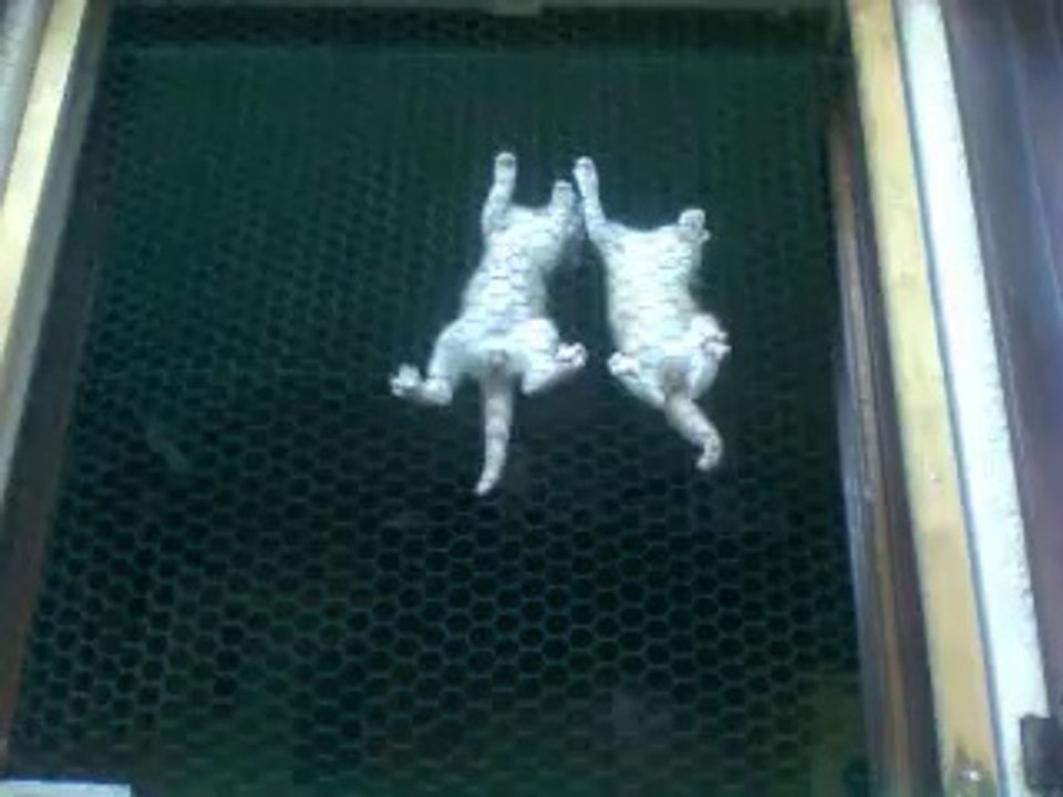 chatons, nos ptits anges roux Tyson et Jackson à adopter