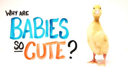 Why Are Babies So Cute