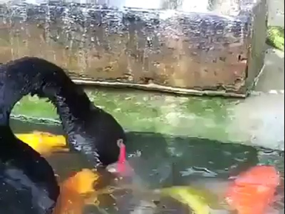 Fish VS Swan