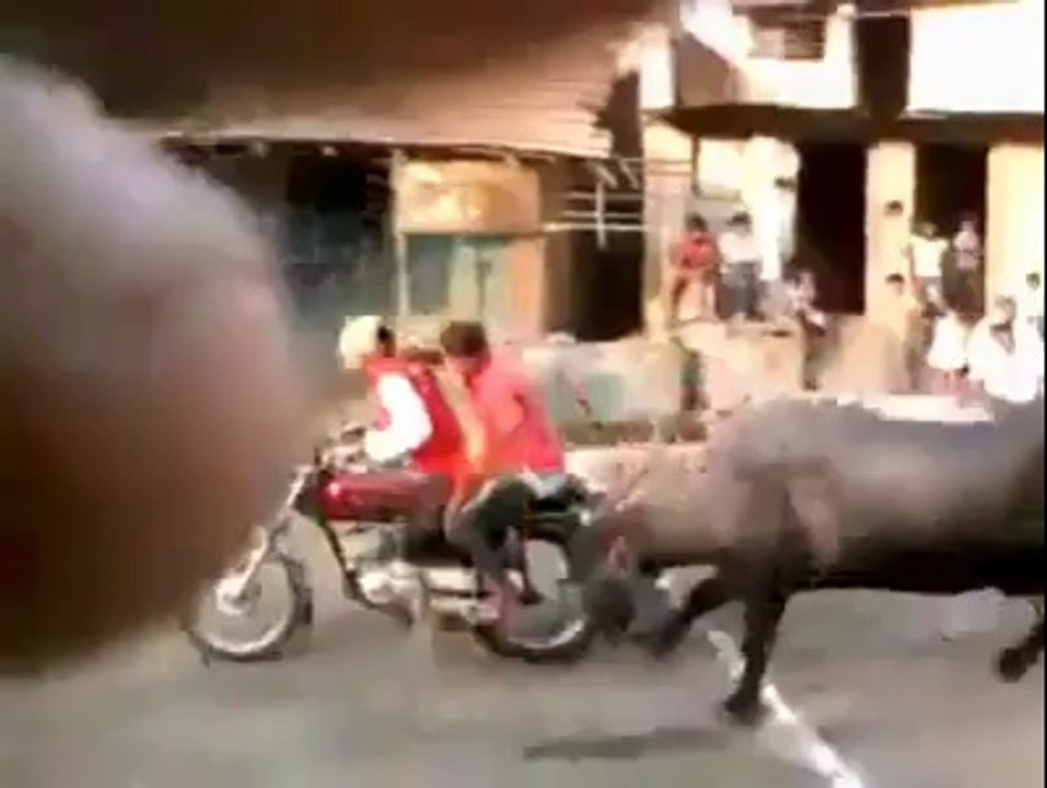 Funny Bangla Bull fight