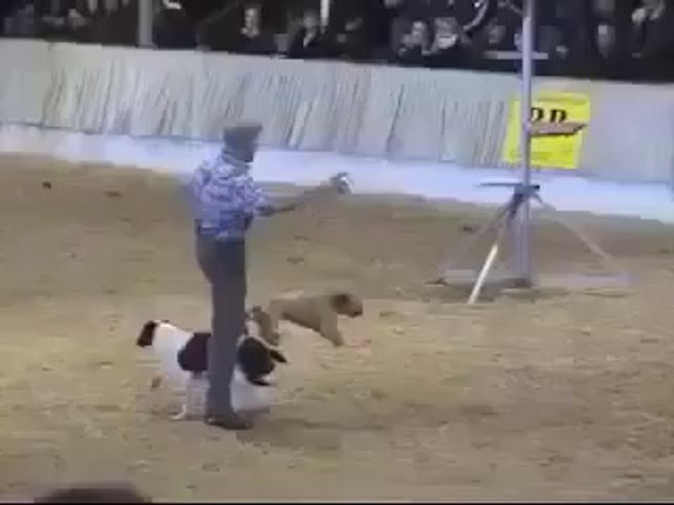 Incredible Dogshow