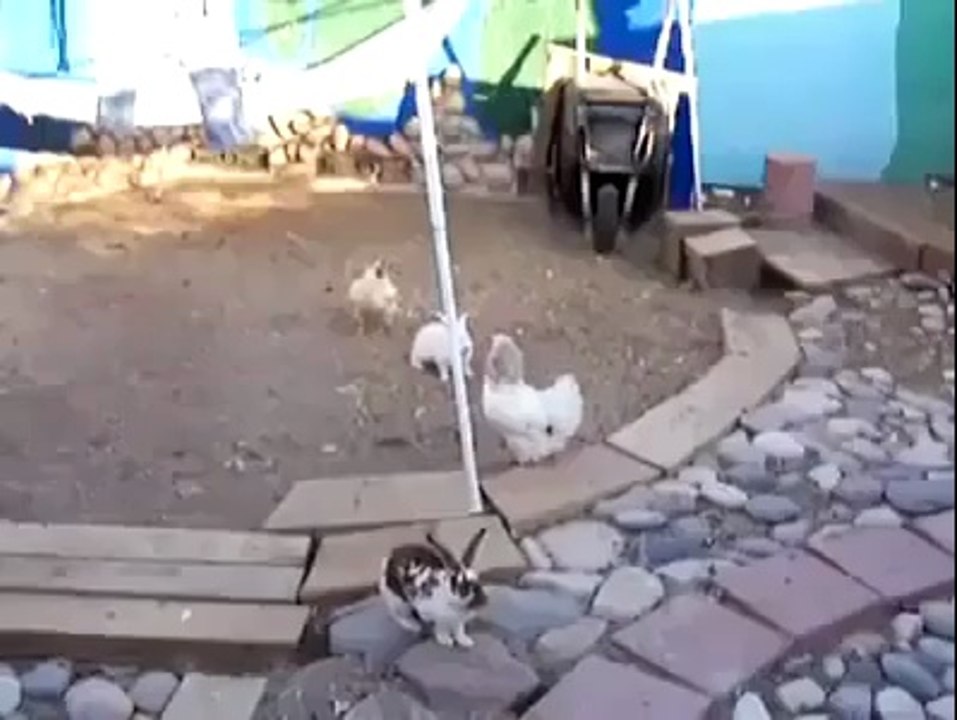 Rabbit VS Rabbit then Chicken VS Rabbit