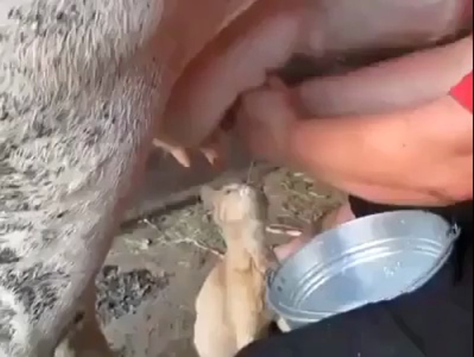 Thirsty Cat