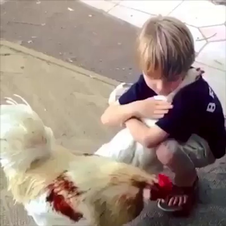 Very Cute Chicken Hug