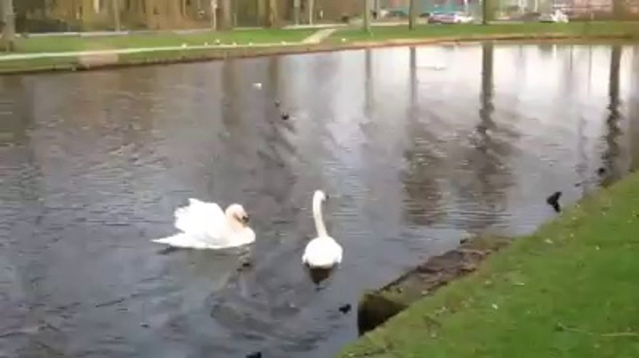 Kuğular arasında bir aşk hikayesi