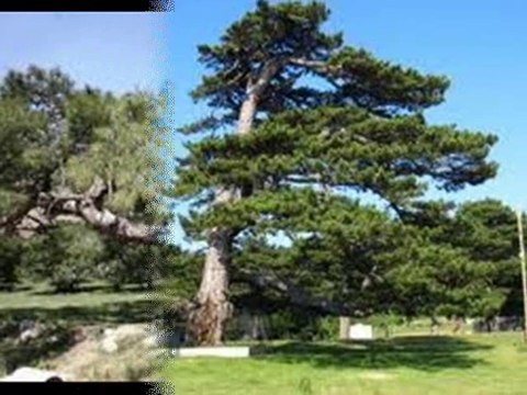 YILDIZ DEMİRKOL SAVAŞ-yıldızlıtürküler-BENİM ADIM DERTLİ DOLAP