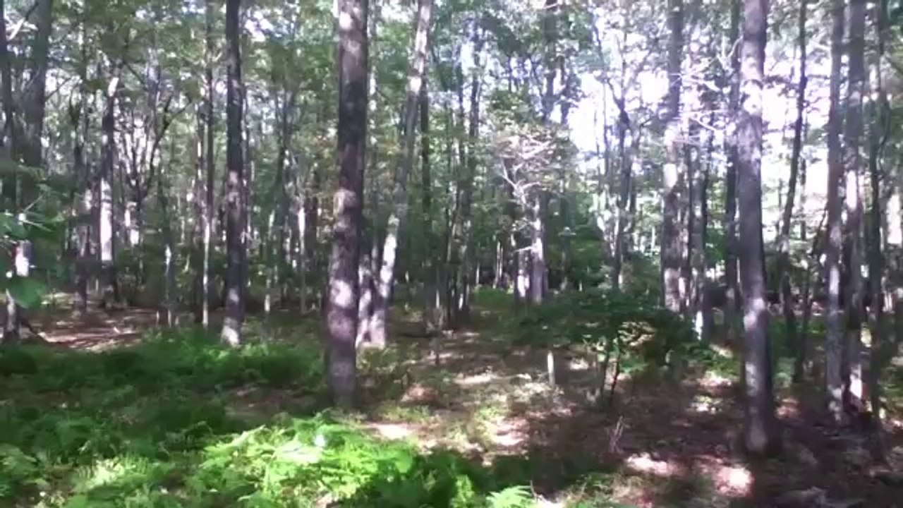 100% REAL SASQUATCH FOOTAGE