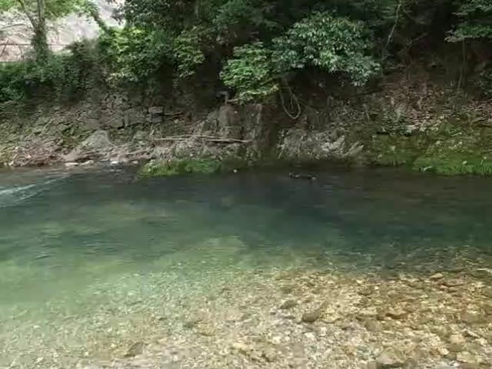 dogswim