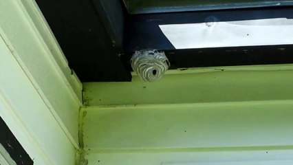Wasp Nest in the Eaves