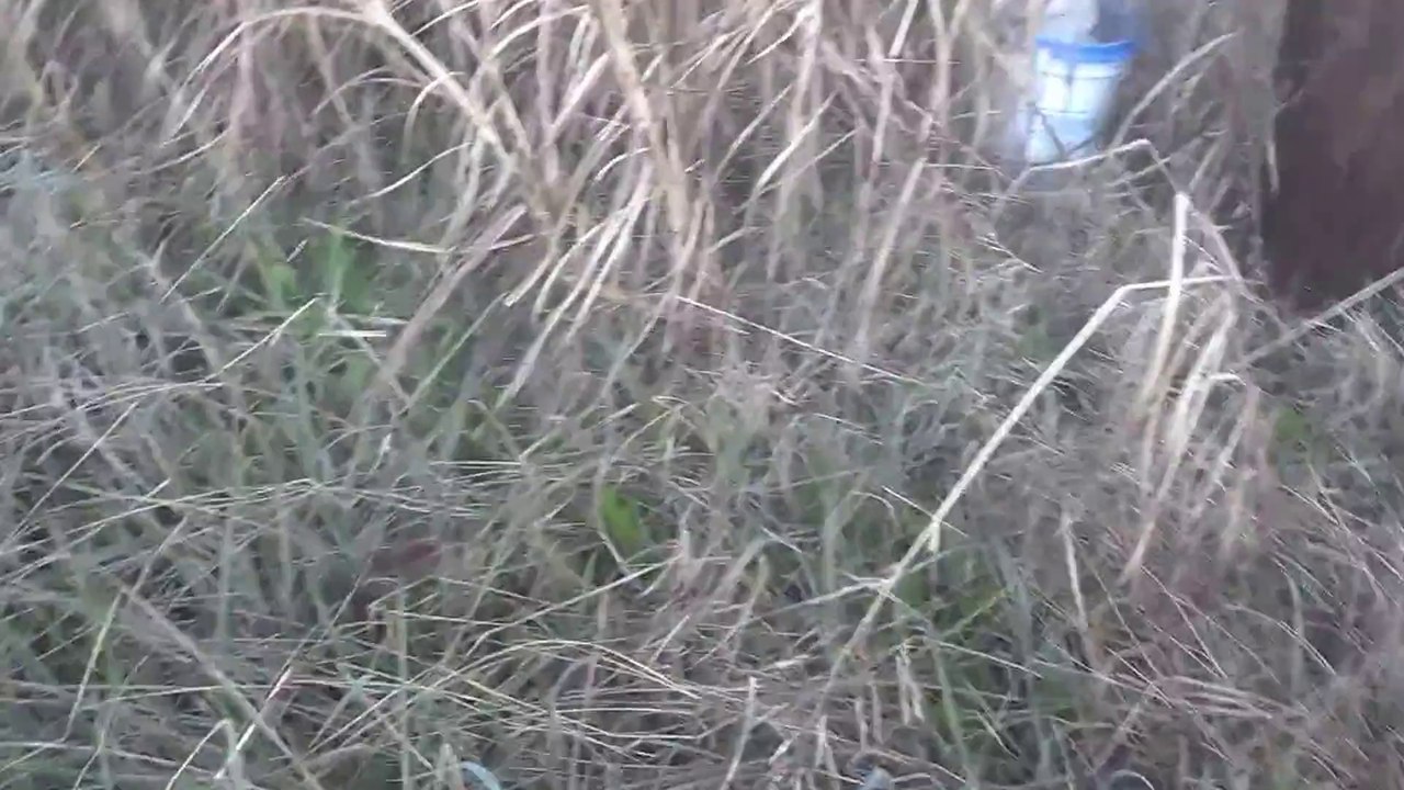 Cut Grass Video 4
