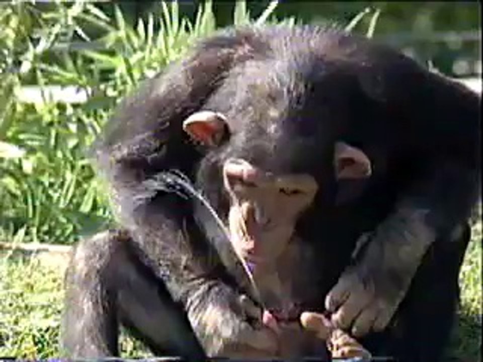 monkey-water funny clip