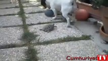 Kaplumbağa ve köpek top için böyle mücadele etti
