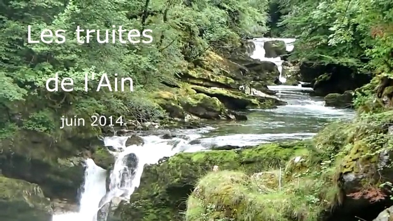 Les truites de l'Ain