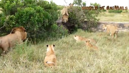 Amazing Animals - Moments, Compilation