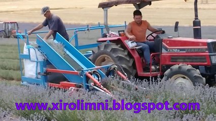 Ο ΘΕΡΙΣΜΟΣ ΤΗΣ ΛΕΒΑΝΤΑΣ ΣΤΗΝ ΞΗΡΟΛΙΜΝΗ ΚΟΖΑΝΗΣ.