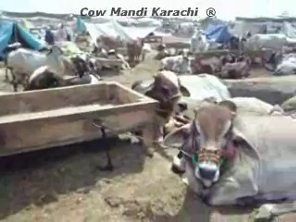 BUTIFUL COW