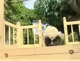 شاهد اطفال حيوان الباندا النادر