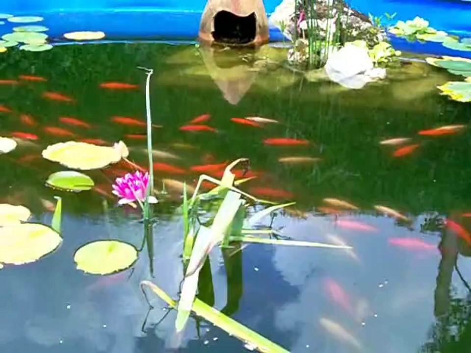 changement chez les poissons