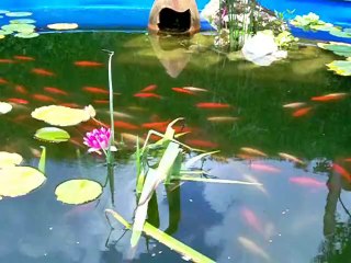 changement chez les poissons