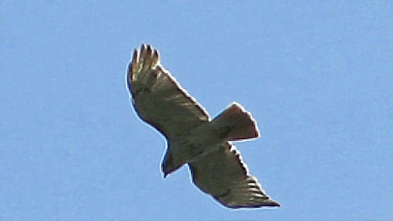 Bird Sky and the Plane