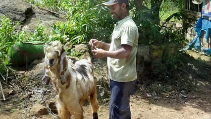 Ski Lanka Animaux nov 2011