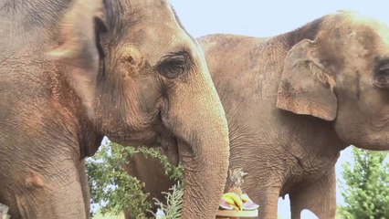 La princesse Stéphanie présente ses protegés Baby et Népal