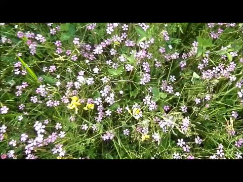 ЛЕТО, ЛЕТО-ПРИРОДА...