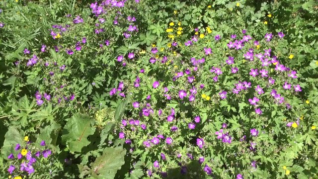 Hautes-Alpes: Pèlerinage en hauteur au Mont Guillaume