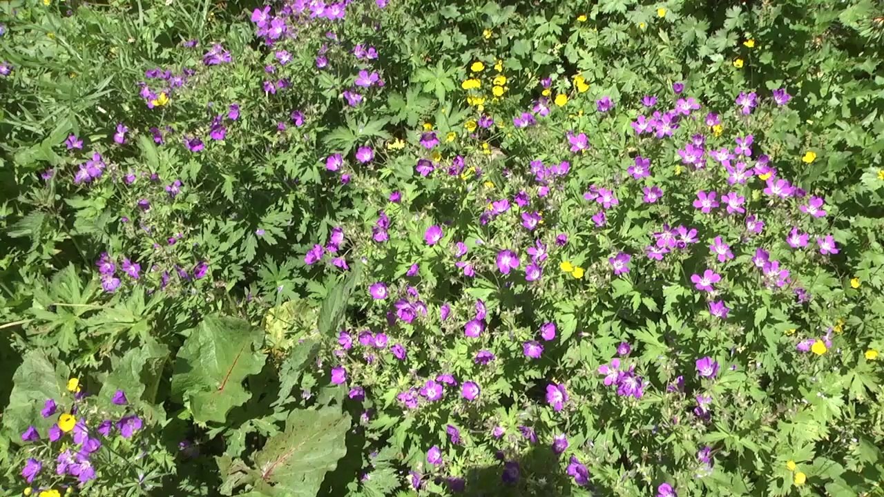 Hautes-Alpes: Pèlerinage en hauteur au Mont Guillaume