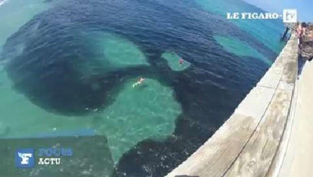 Un énorme banc d'anchois envahit les côtes californiennes