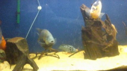 Adana Orta Amerikan Karma