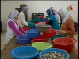 Algerie,Mila exporte l'escargot ..flv