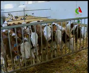 Algerie,Medea,ferme bovine moderne