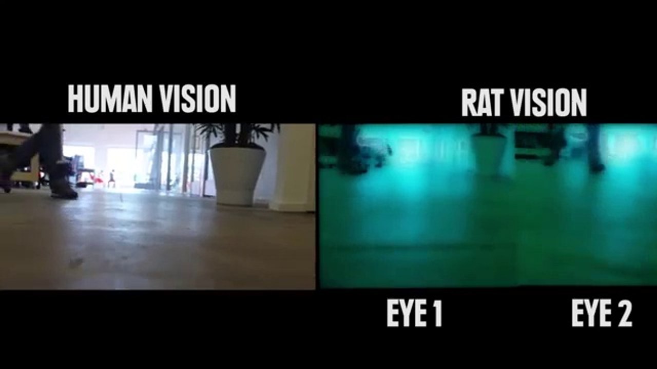 How Animals See The World