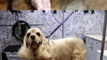 Looking for the best Pet Groomer in Valley Village? Call Proud Pets