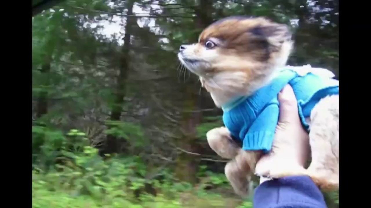 FLYING DOG