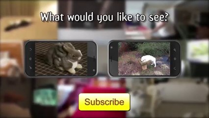 Dog Helps Unhusk Corn