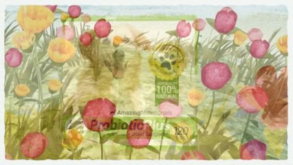 Prozyme For Dogs - What's the Best Probiotic for Your Dog? Watch This Now