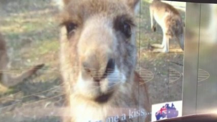 Australian Man vs Beast "The Product Hunter" Part 1