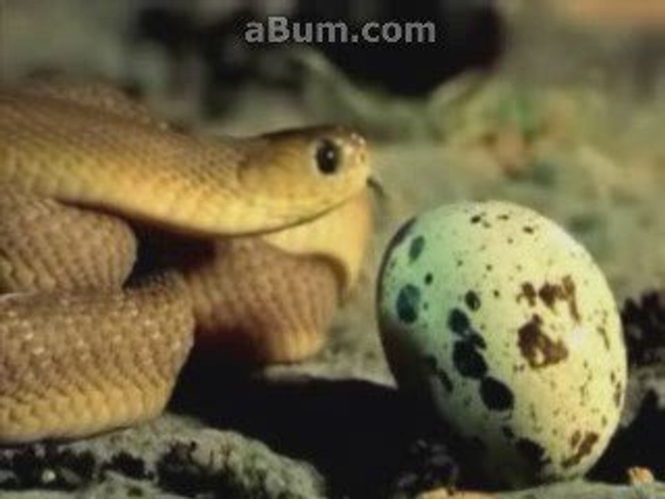 Snake