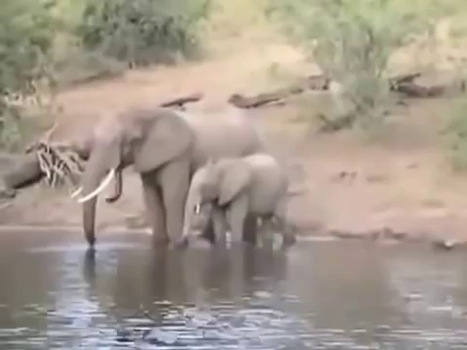 Crocodile Vs Elephant Fighting