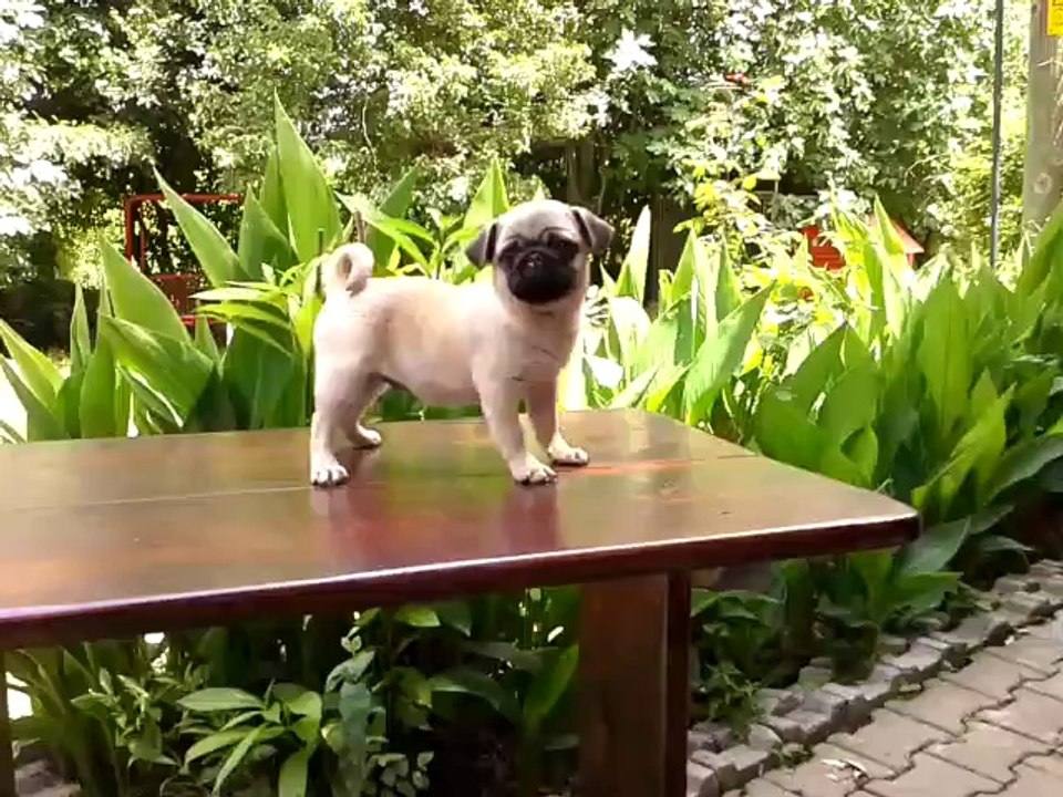 PUG MOPS YAVRULARI MUĞLA