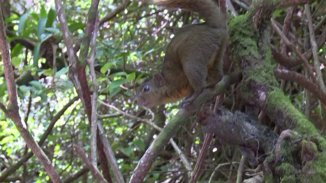 Costa Rica hopes World Cup performance will boost tourism