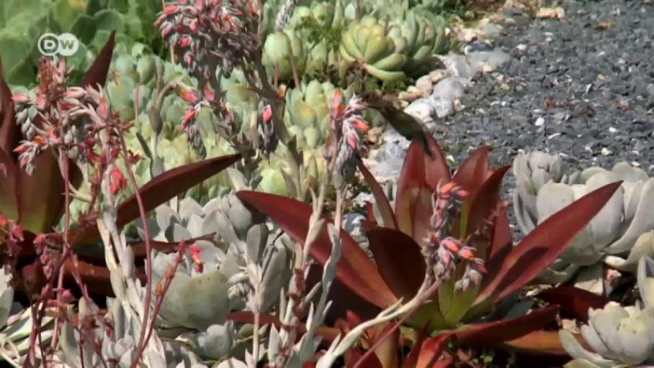 Mexiko's Kampf gegen den Smog | Global 3000