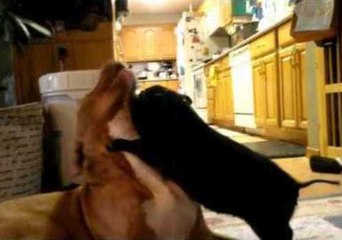 Pig and Dog Have Energetic Playfight