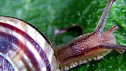 Monster Snail with Double Antennae The most Beautiful Snail