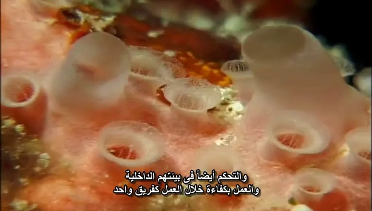 الحياة الأولى - الحلقة 1