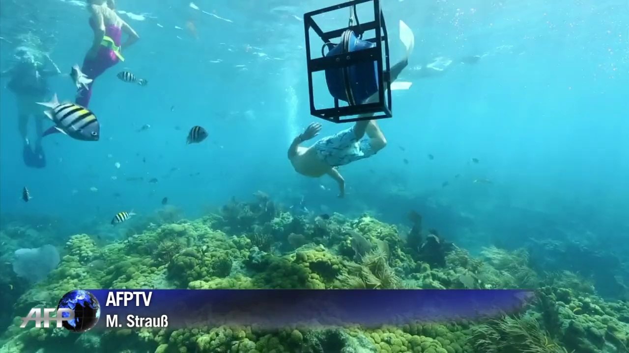 Musizierende Meerjungfrauen sollen Floridas Korallenriffe retten