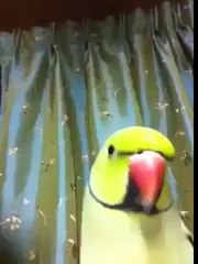 - Masha Allah very nice talking by parrot.