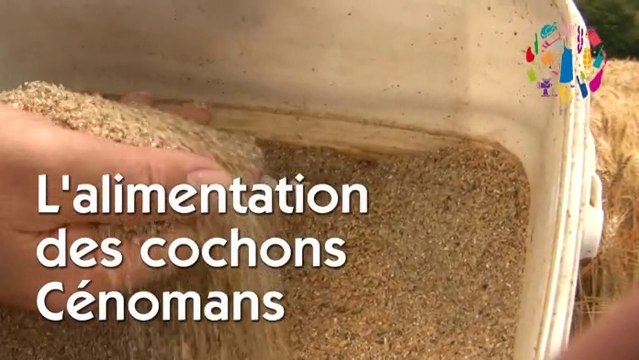 L'Alimentation - Elevage, viande et développement durable - Les Eleveurs de porcs Cénomans de la Sarthe